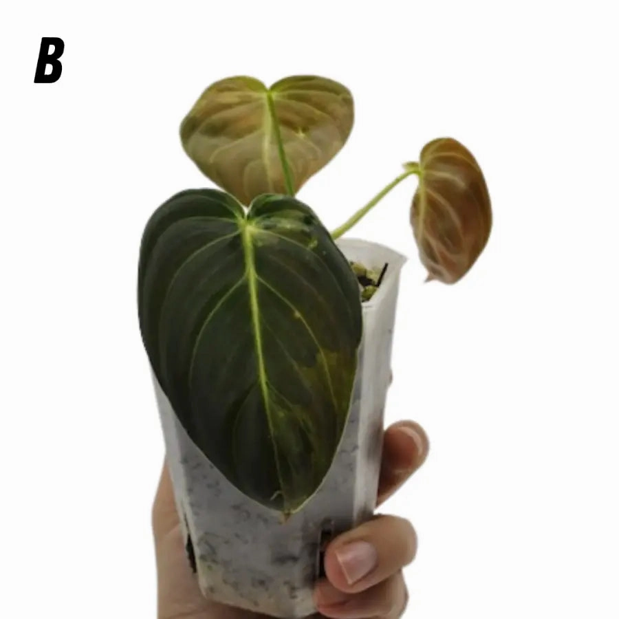 Philodendron melanochrysum variegata