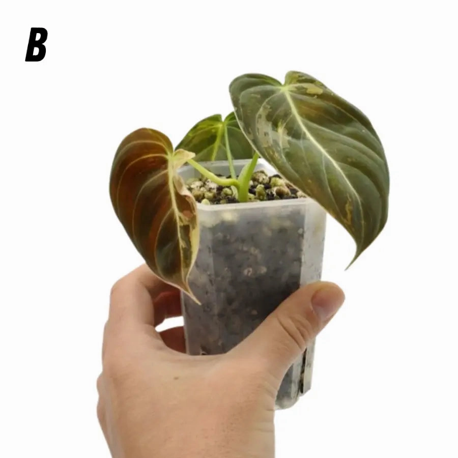 Philodendron melanochrysum variegata