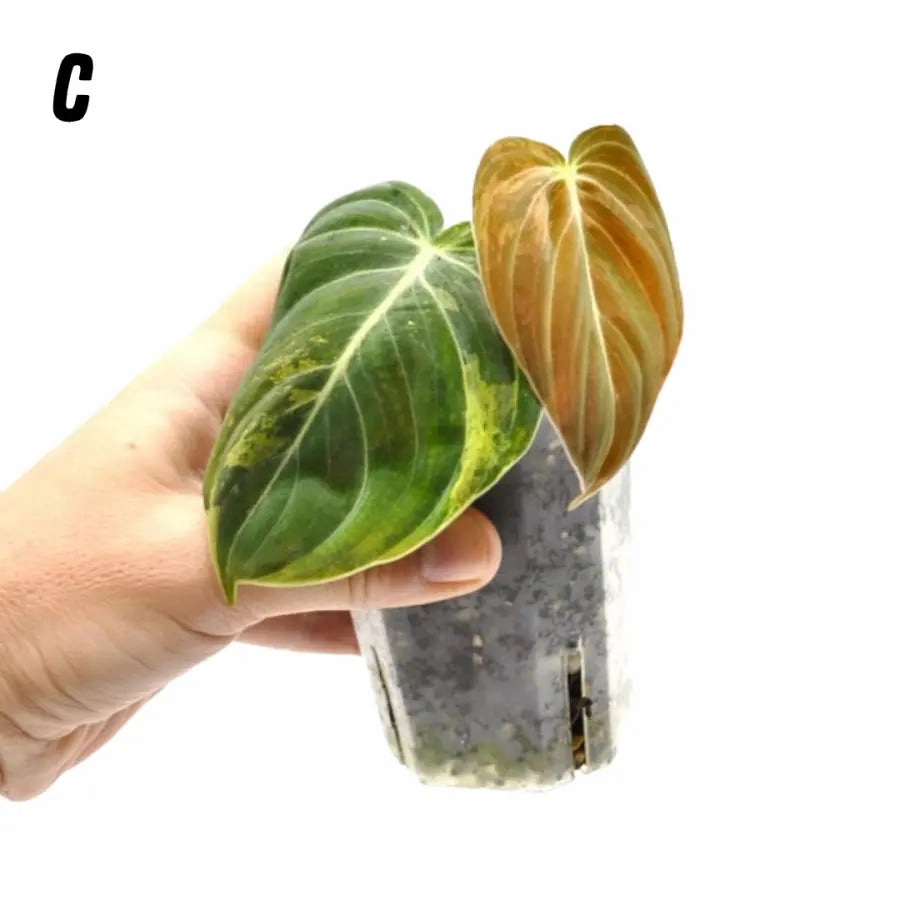 Philodendron melanochrysum variegata