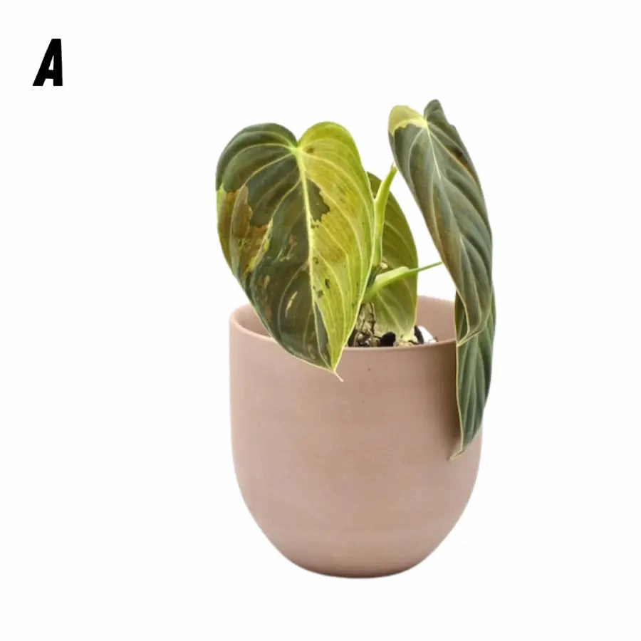 Philodendron melanochrysum variegata