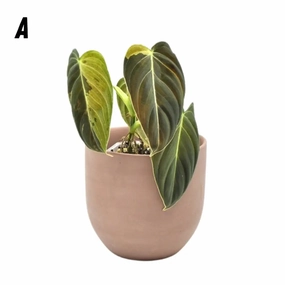 Philodendron melanochrysum variegata large flower pot  
