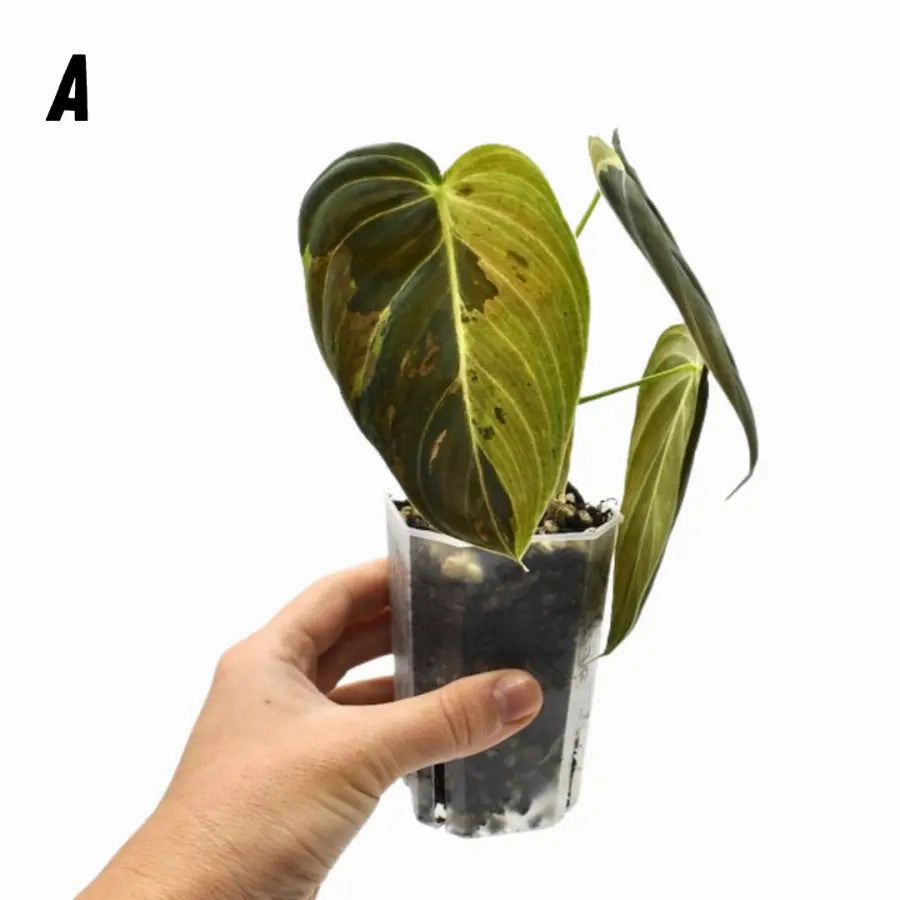 Philodendron melanochrysum variegata