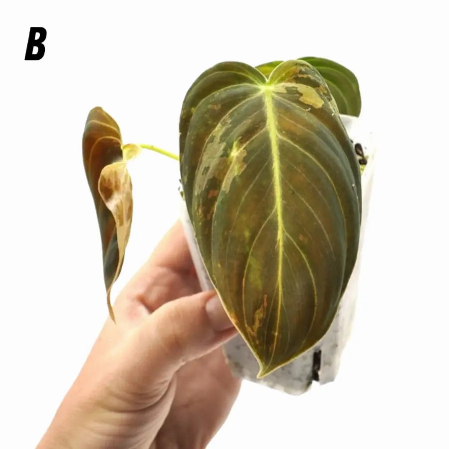 Philodendron melanochrysum variegata