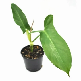 Philodendron Mexicanum large flower pot  