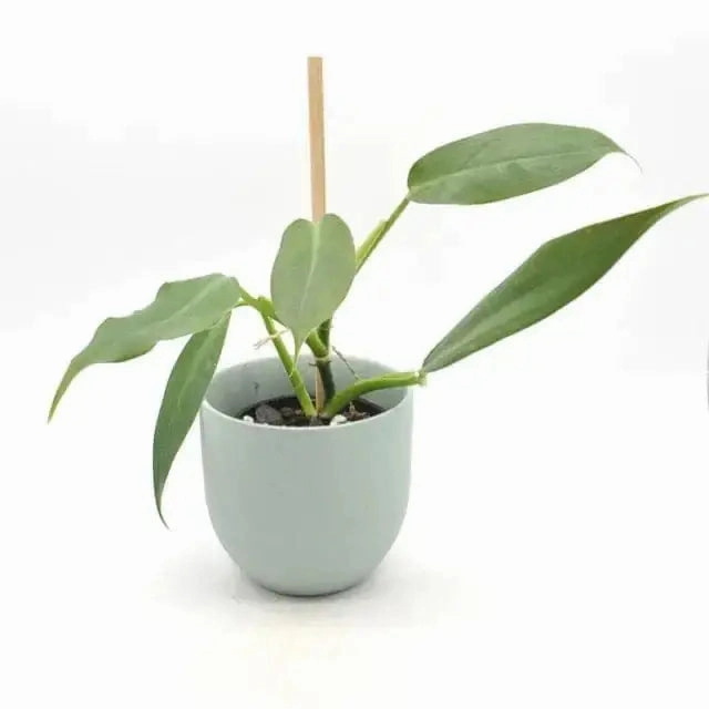 Philodendron Mexicanum