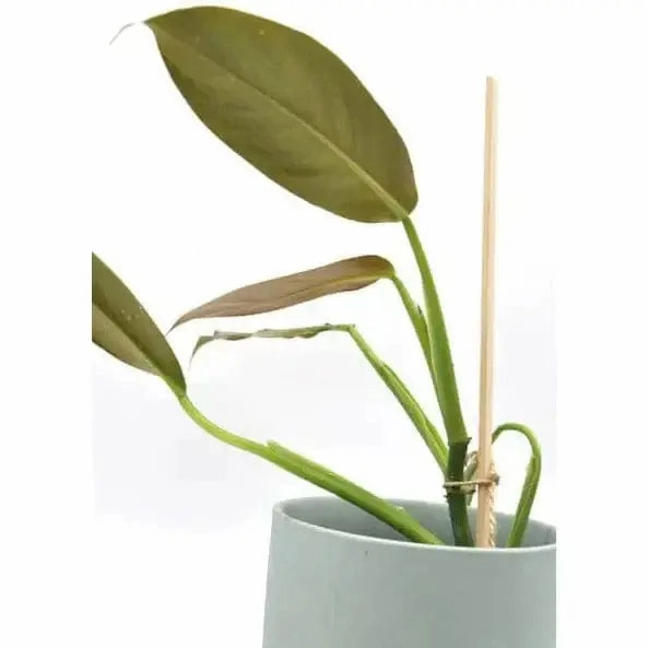 Philodendron Mexicanum