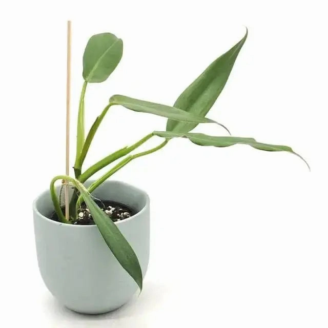 Philodendron Mexicanum