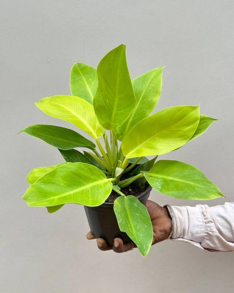 Philodendron Moonshine, Xanadu