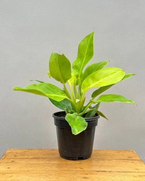Philodendron Moonshine, Xanadu medium flower pot  