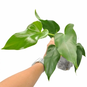 Philodendron noID large flower pot  
