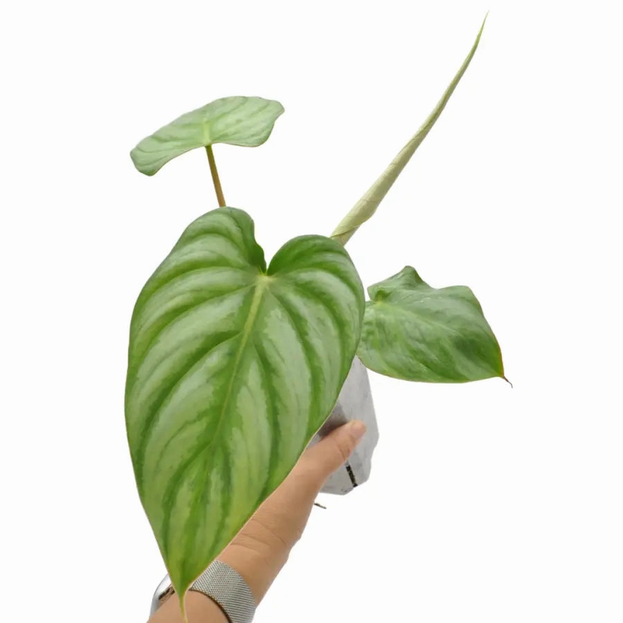 Philodendron Pastazanum