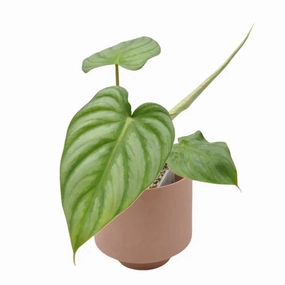 Philodendron Pastazanum large flower pot  