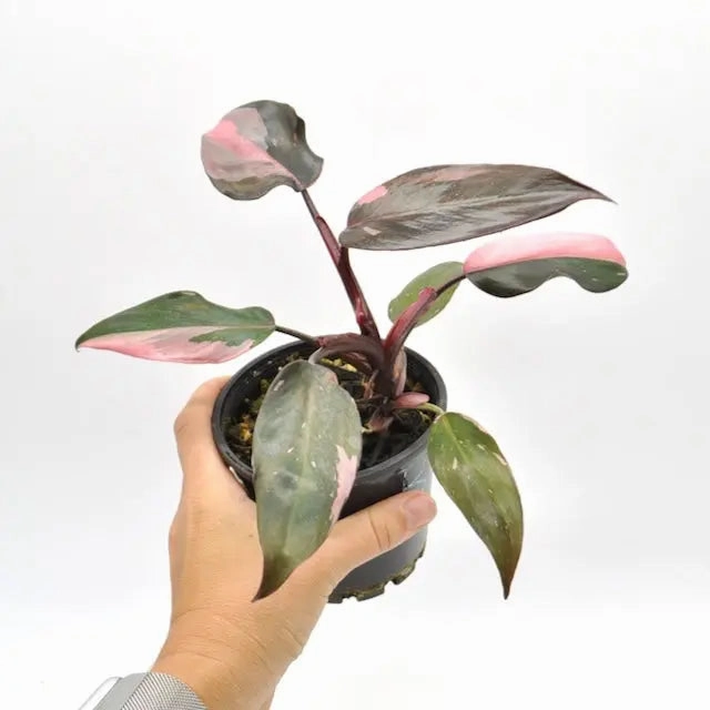 Philodendron Pink Princess
