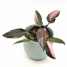 Philodendron Pink Princess large flower pot  
