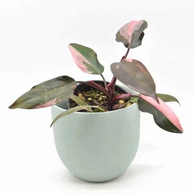 Philodendron Pink Princess