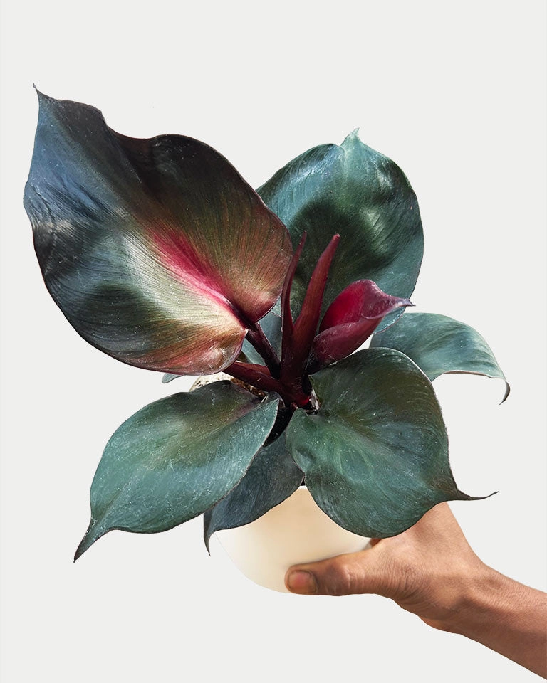 Philodendron Red Heart