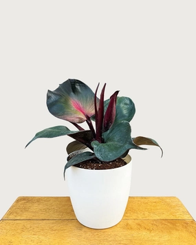 Philodendron Red Heart medium flower pot  