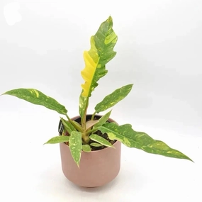 Philodendron Ring of Fire large flower pot  