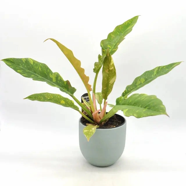 Philodendron Ring of Fire