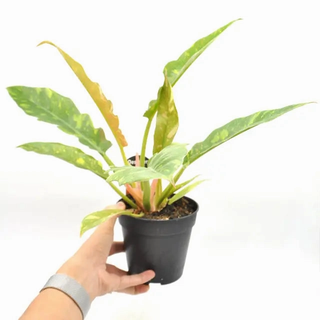 Philodendron Ring of Fire