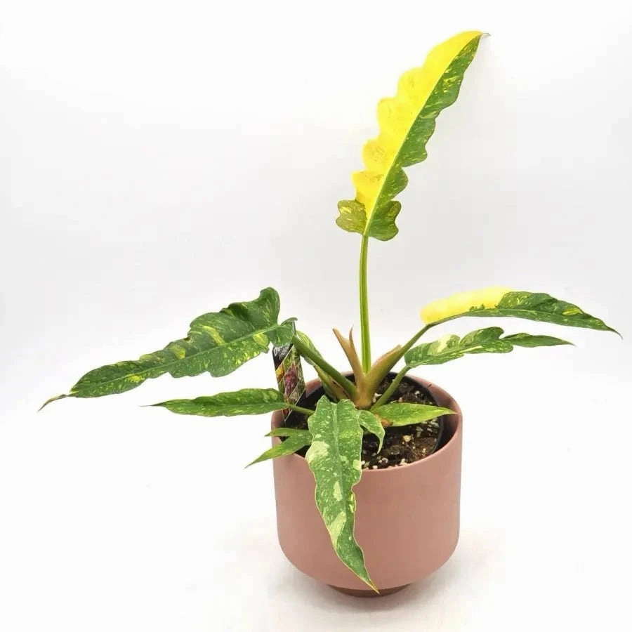 Philodendron Ring of Fire