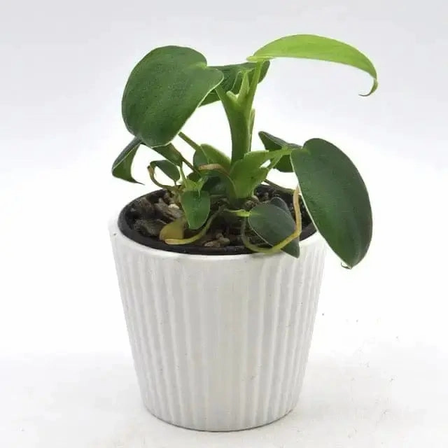 Philodendron Rugosum
