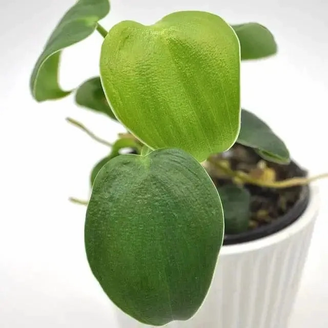 Philodendron Rugosum