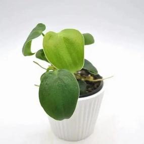 Philodendron Rugosum large flower pot  