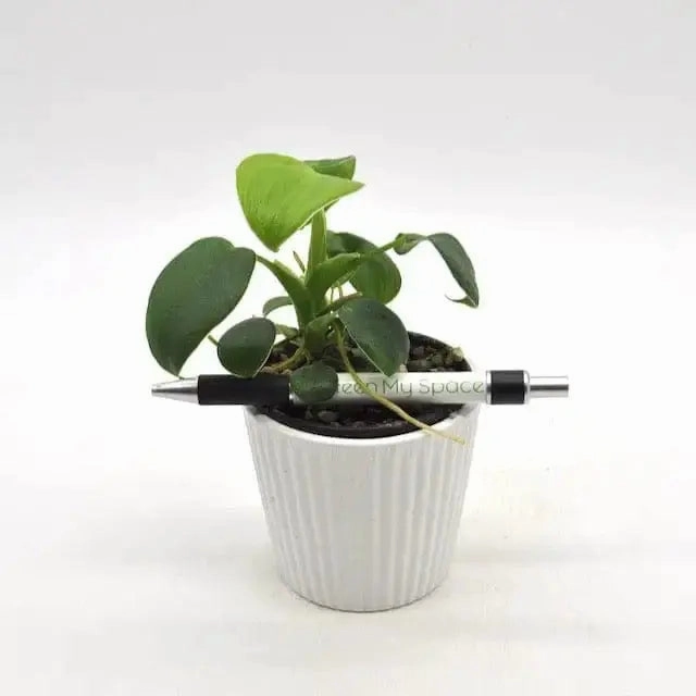 Philodendron Rugosum