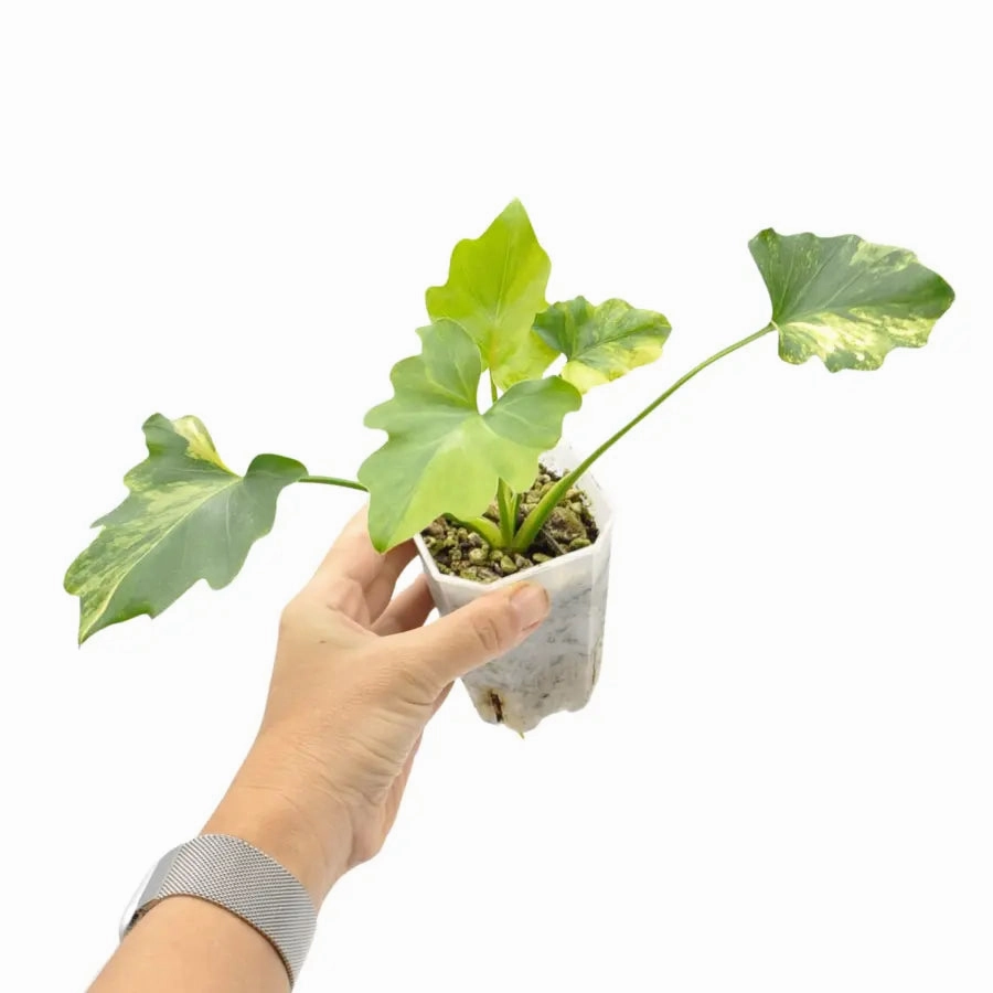 Philodendron Selloum 'hope' Variegata