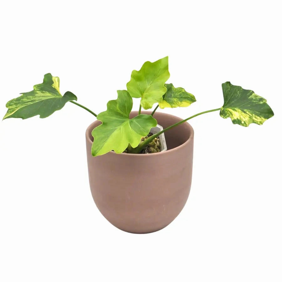 Philodendron Selloum 'hope' Variegata large flower pot  