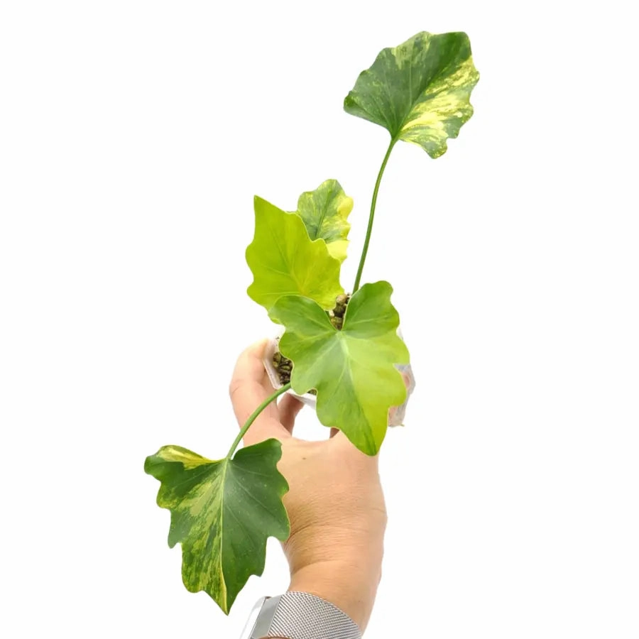Philodendron Selloum 'hope' Variegata