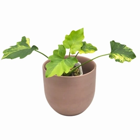 Philodendron Selloum 'hope' Variegata large flower pot  