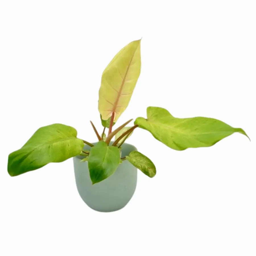 Philodendron Snowdrift large flower pot  