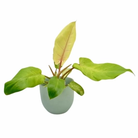 Philodendron Snowdrift large flower pot  