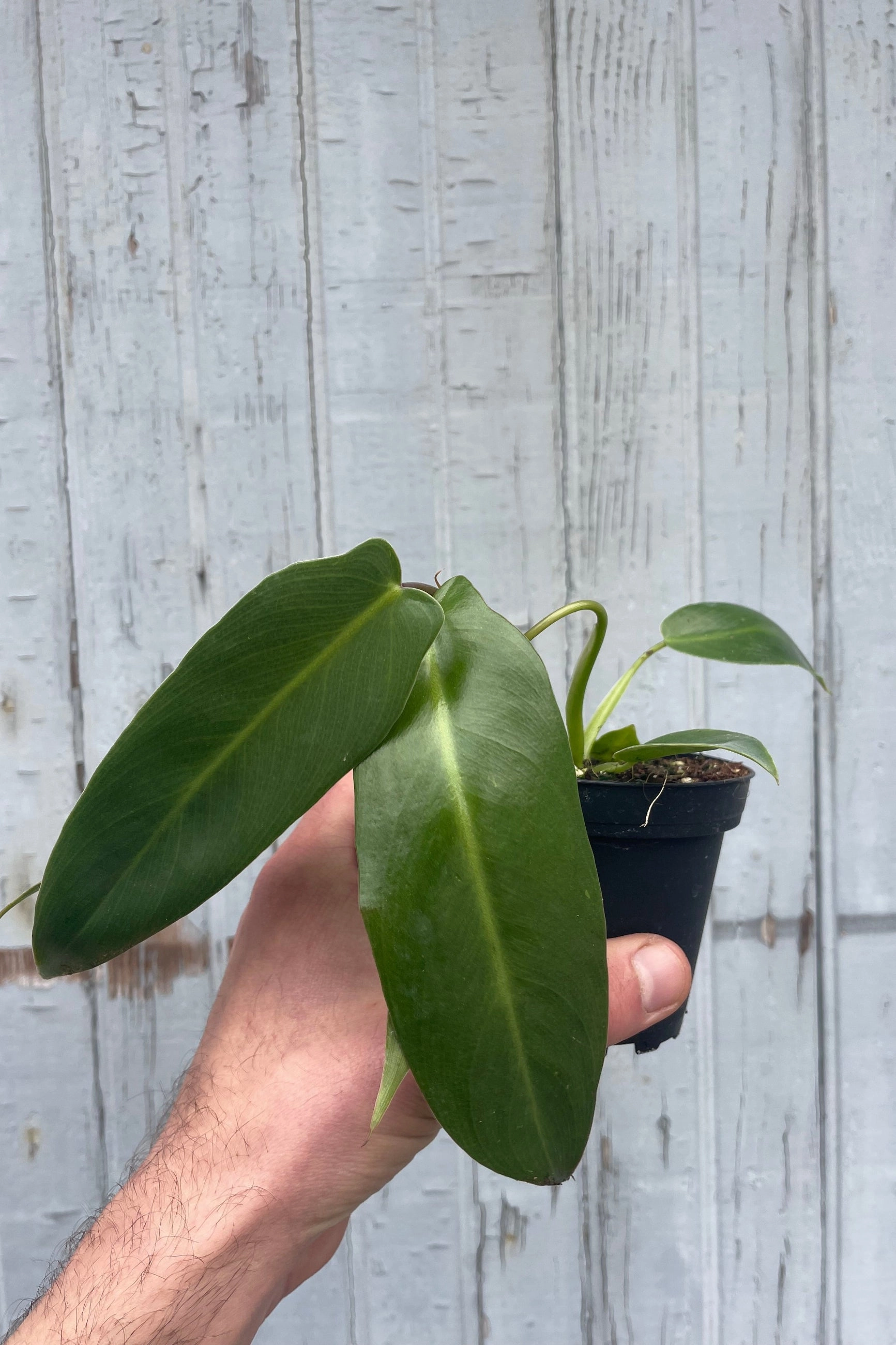 Philodendron spiritus-sancti 4" medium flower pot  