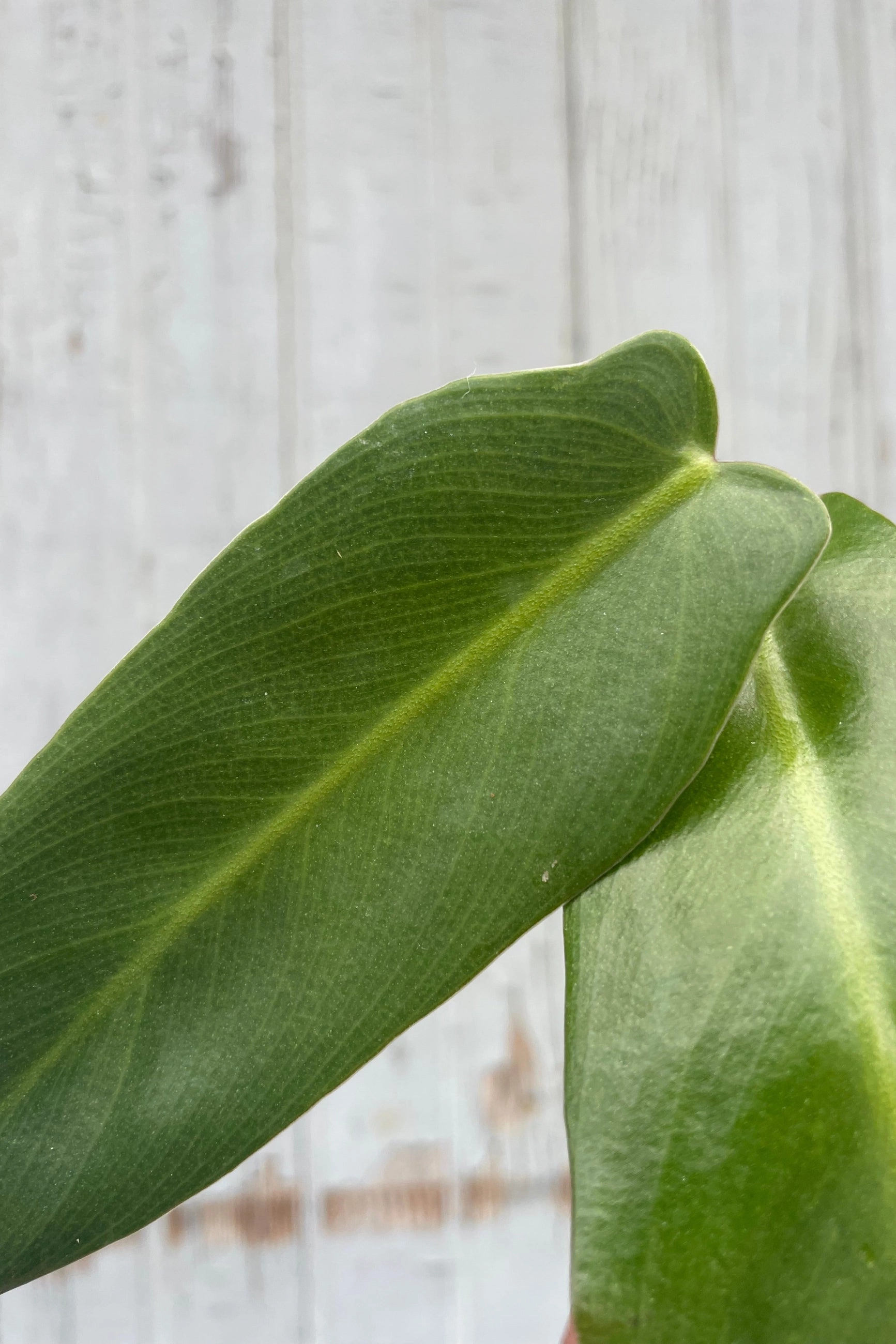 Philodendron spiritus-sancti 4"
