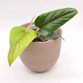 Philodendron Squamicaule large flower pot  