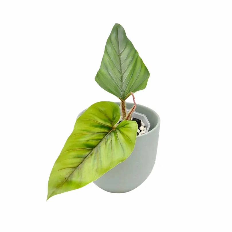 Philodendron Squamicaule