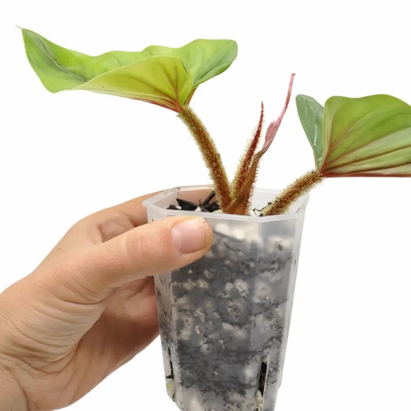 Philodendron Squamicaule