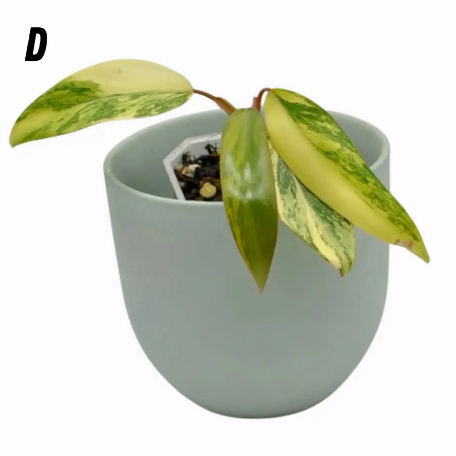 Philodendron Strawberry Shake