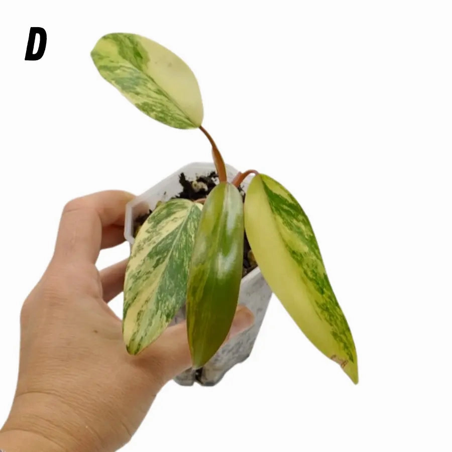 Philodendron Strawberry Shake