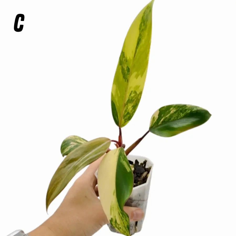 Philodendron Strawberry Shake