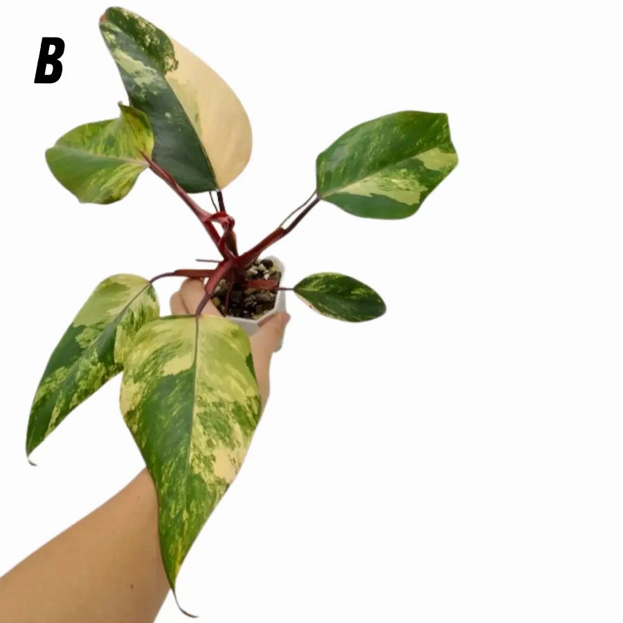 Philodendron Strawberry Shake