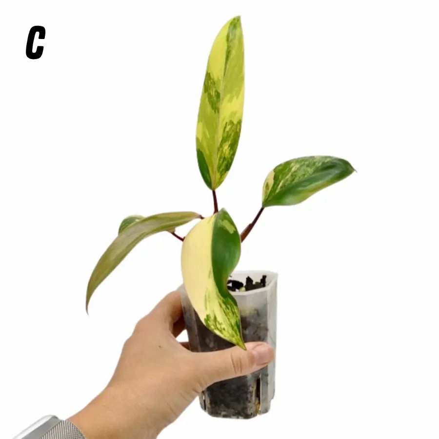 Philodendron Strawberry Shake