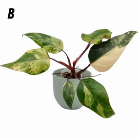 Philodendron Strawberry Shake large flower pot  