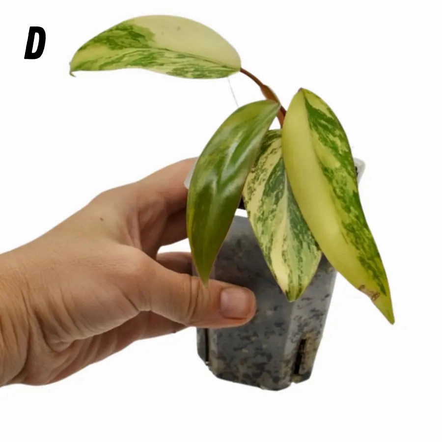 Philodendron Strawberry Shake