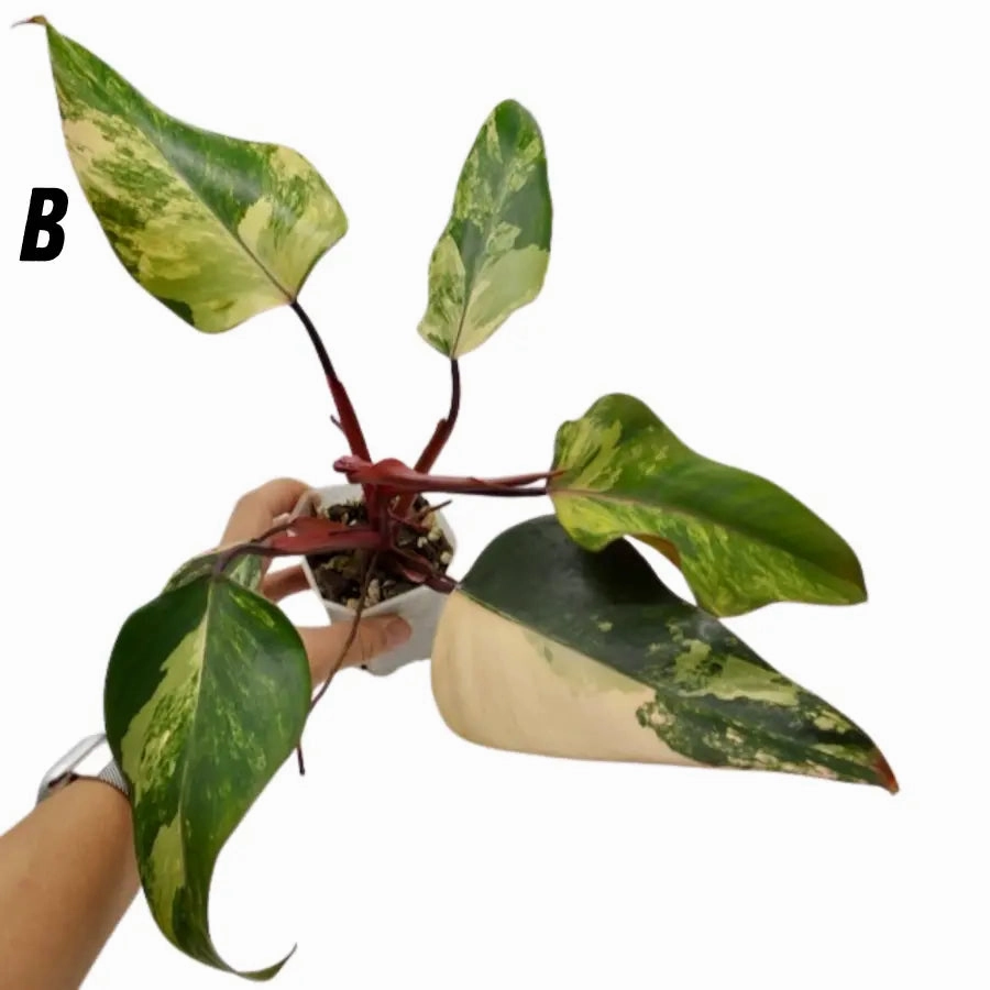 Philodendron Strawberry Shake