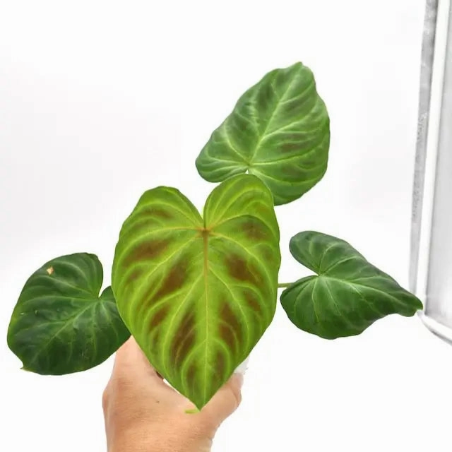 Philodendron Verrucosum