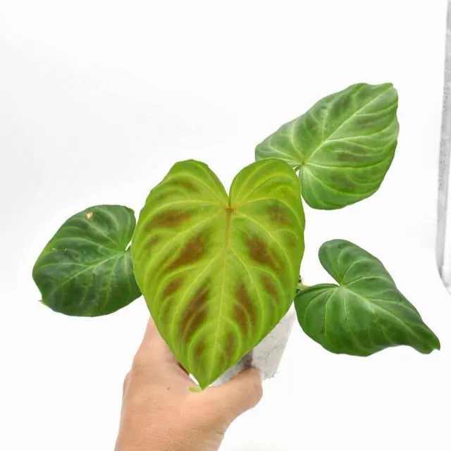 Philodendron Verrucosum